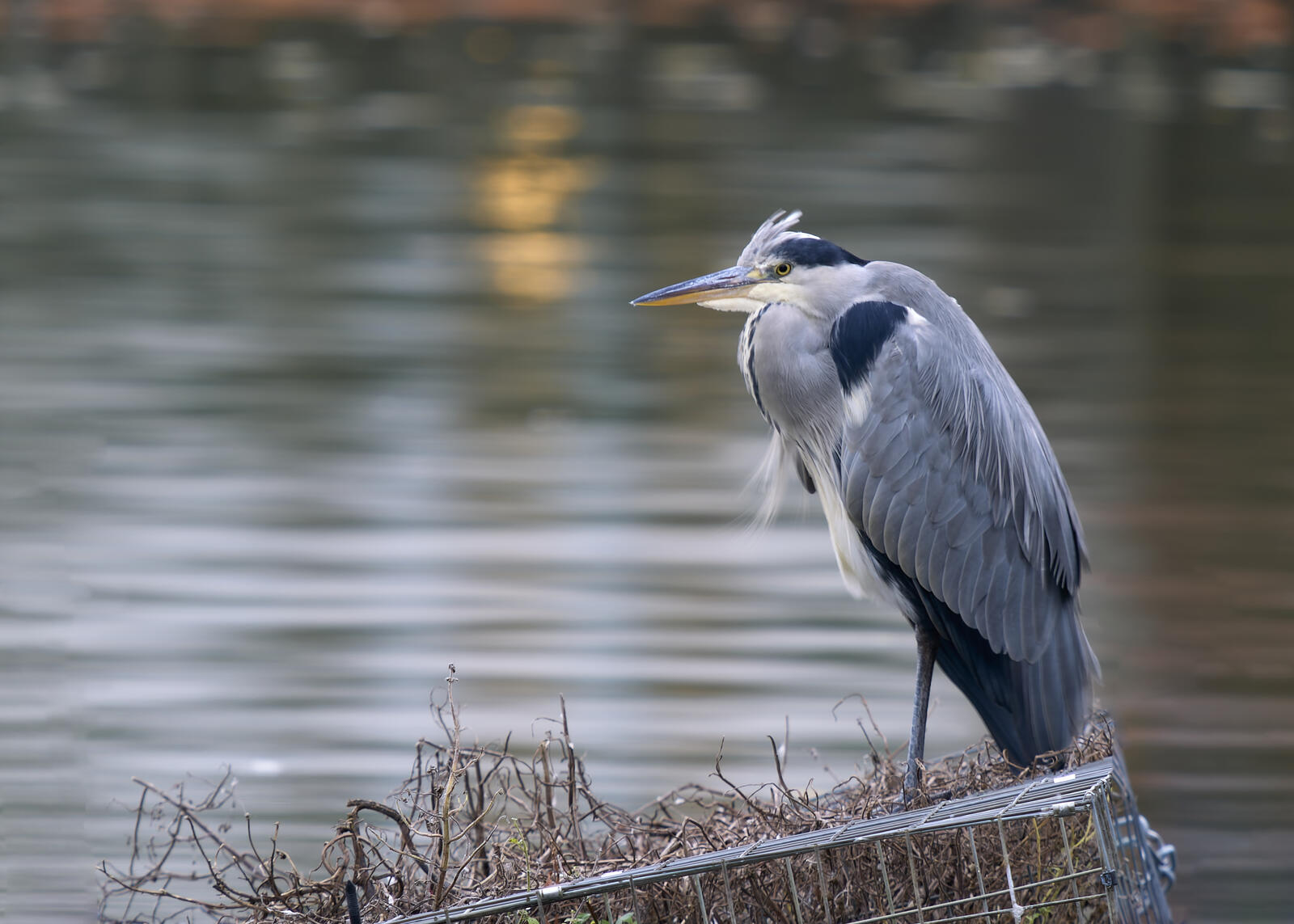 Click image for larger version  Name:	54917738368_5952d07a22_o.jpg Views:	0 Size:	173.1 KB ID:	1036700