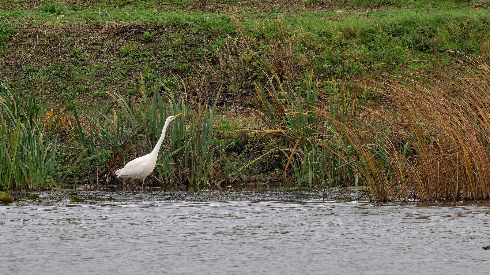 Click image for larger version  Name:	54925731083_5a688dfa36_k.jpg Views:	0 Size:	561.8 KB ID:	1036768