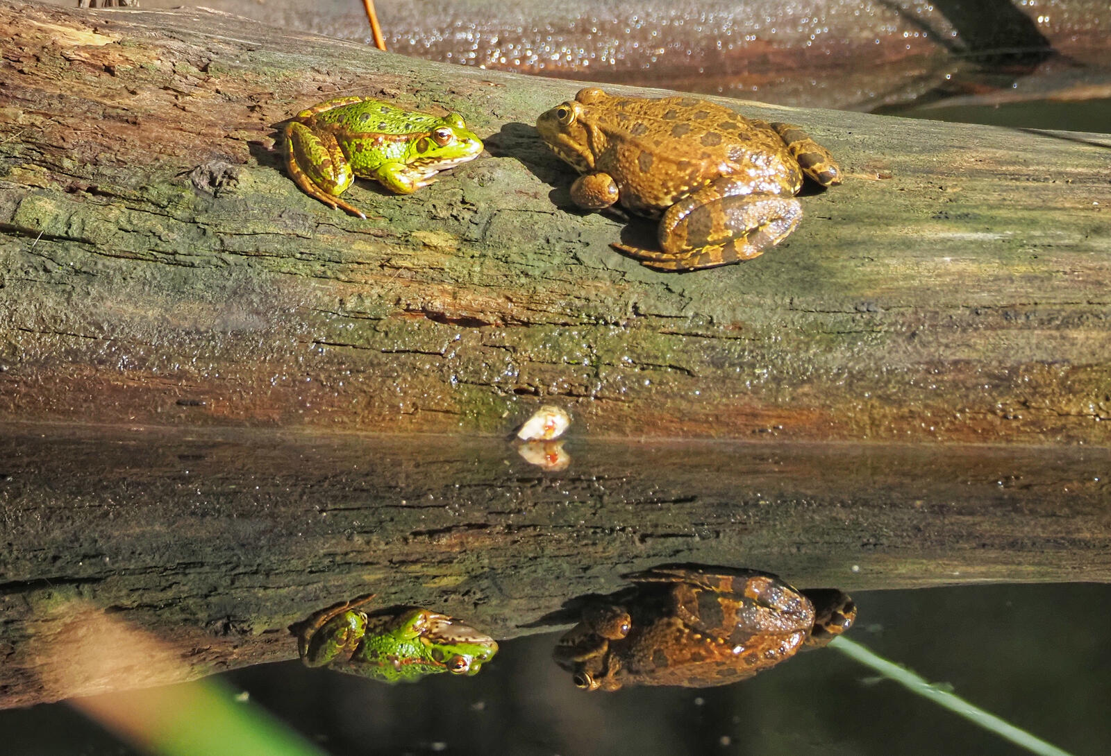 Click image for larger version

Name:	Iberian Water Frogs.jpg
Views:	126
Size:	392.2 KB
ID:	1036898