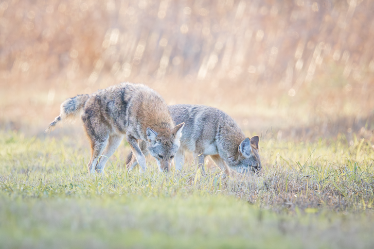 Click image for larger version

Name:	20251130-_B306388.png
Views:	40
Size:	511.2 KB
ID:	1037650