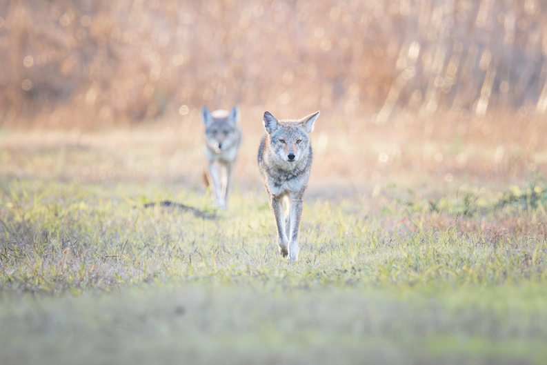 Click image for larger version

Name:	20251130-_B306366.png
Views:	40
Size:	496.0 KB
ID:	1037651