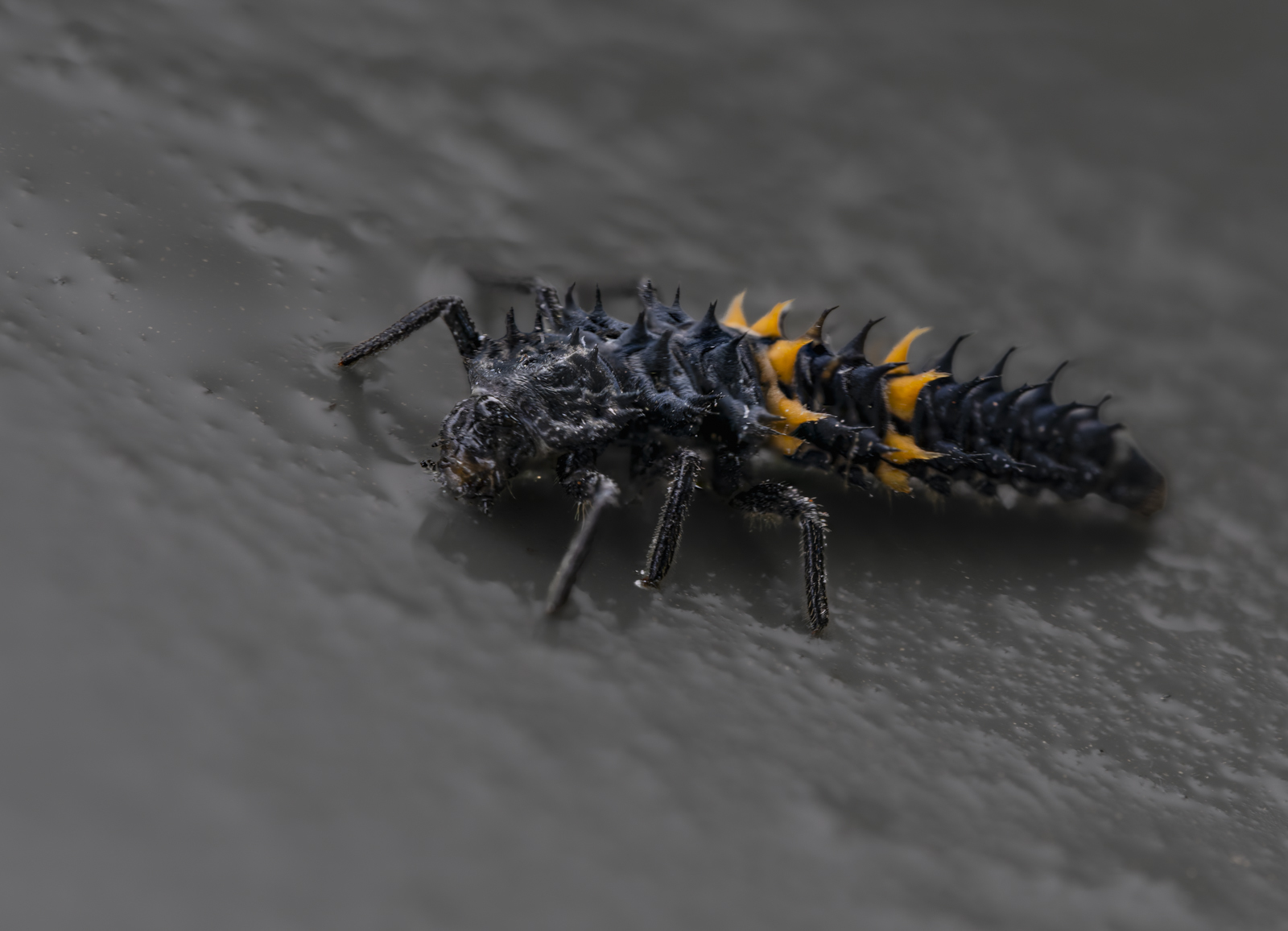 Click image for larger version  Name:	image-6.jpg Views:	0 Size:	507.6 KB ID:	1038636