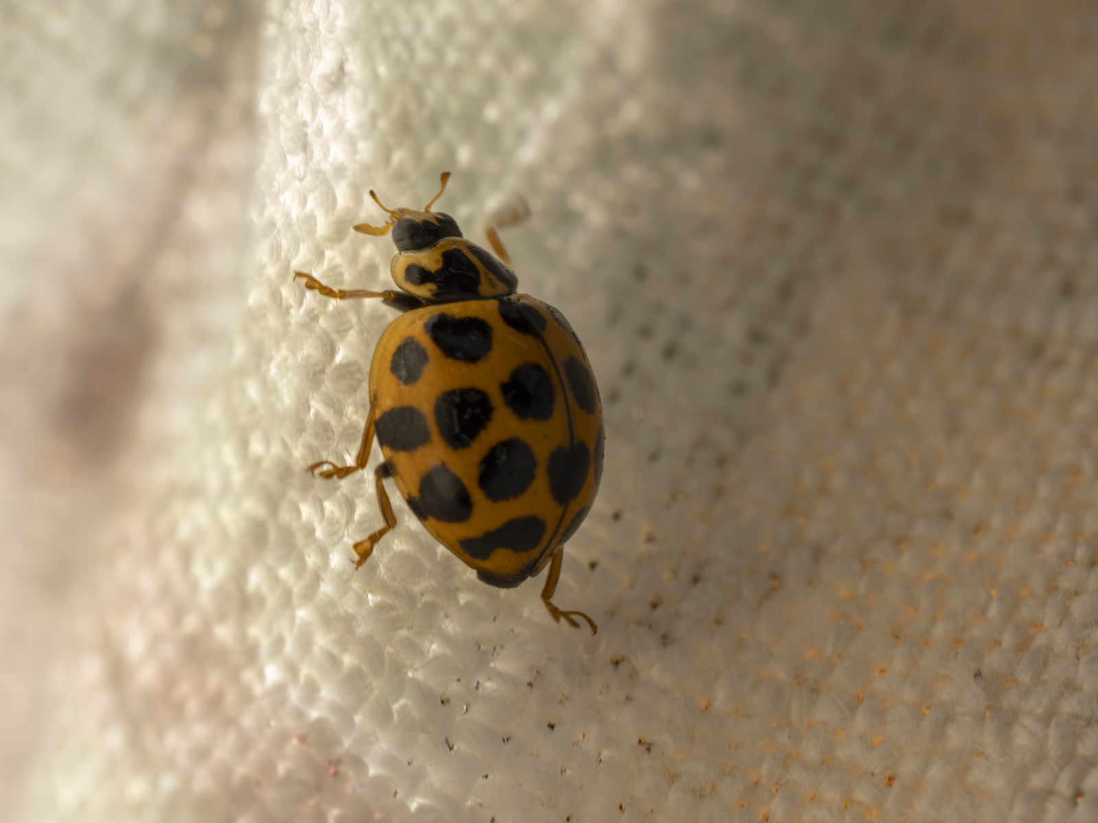 Click image for larger version  Name:	image-7.jpg Views:	0 Size:	674.6 KB ID:	1038637