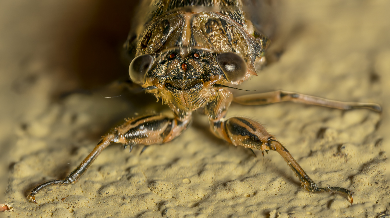 Click image for larger version  Name:	image-3.jpg Views:	0 Size:	882.6 KB ID:	1038638