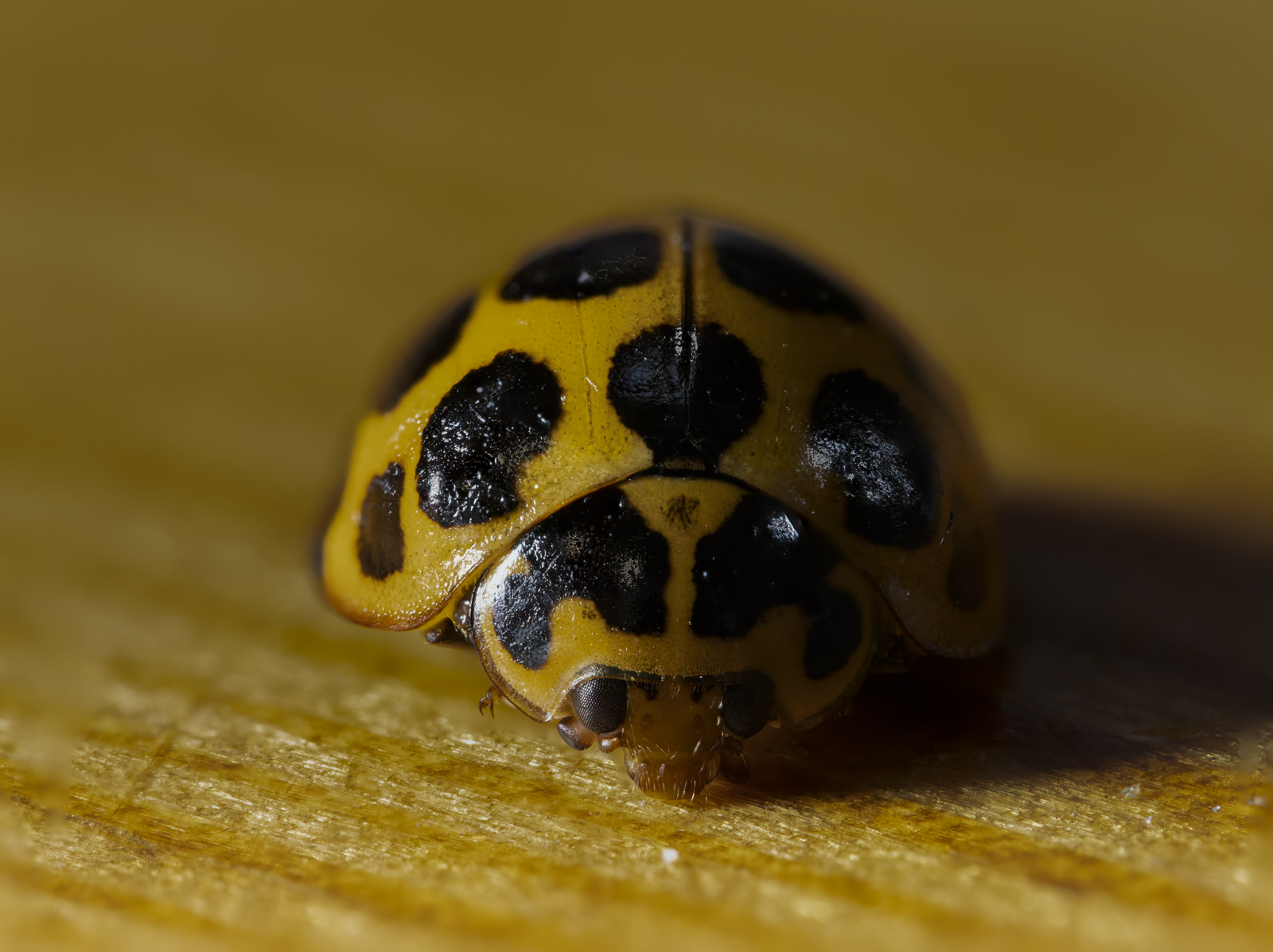 Click image for larger version  Name:	image-5.jpg Views:	0 Size:	879.4 KB ID:	1038639