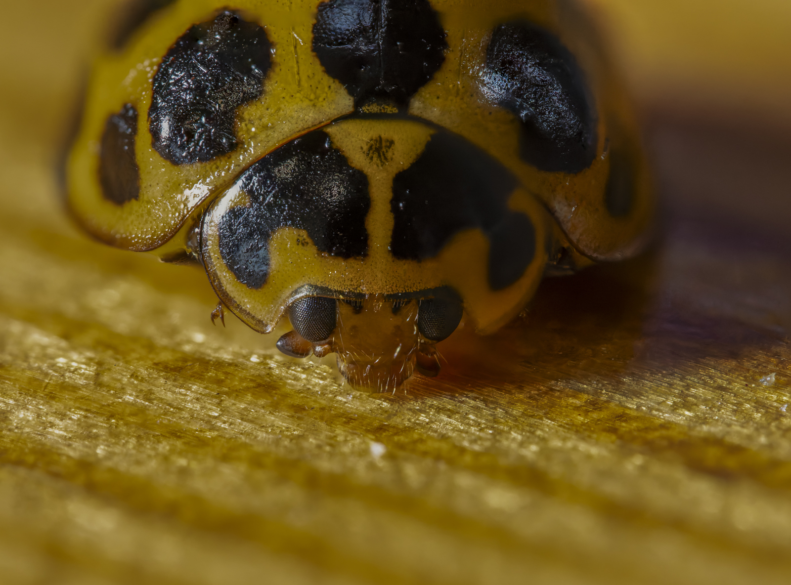 Click image for larger version  Name:	image-4.jpg Views:	0 Size:	1.14 MB ID:	1038641