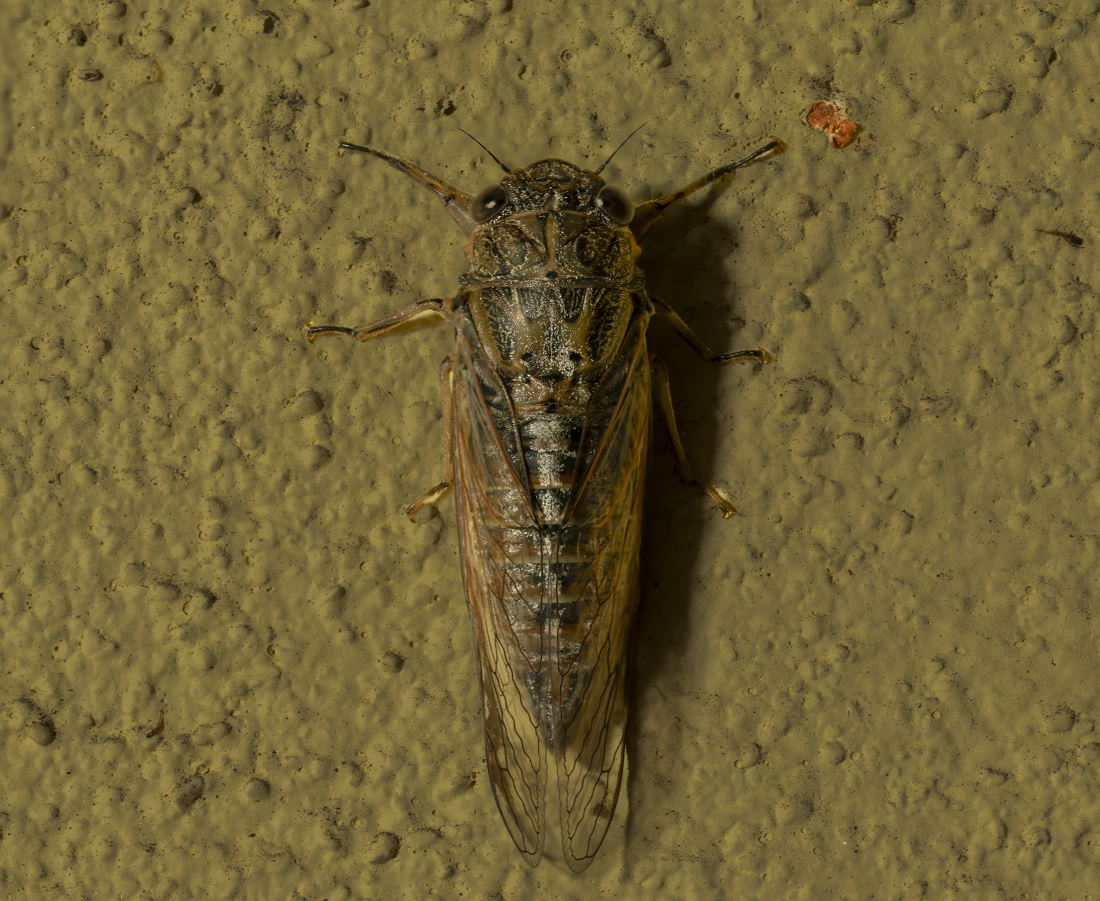 Click image for larger version  Name:	image-2.jpg Views:	0 Size:	1.65 MB ID:	1038642