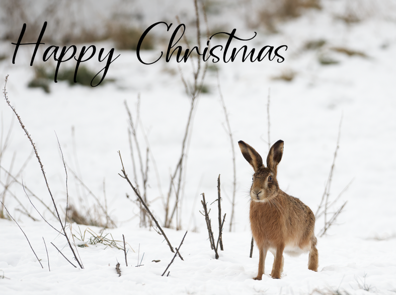 Click image for larger version  Name:	image.png Views:	0 Size:	649.1 KB ID:	1039244