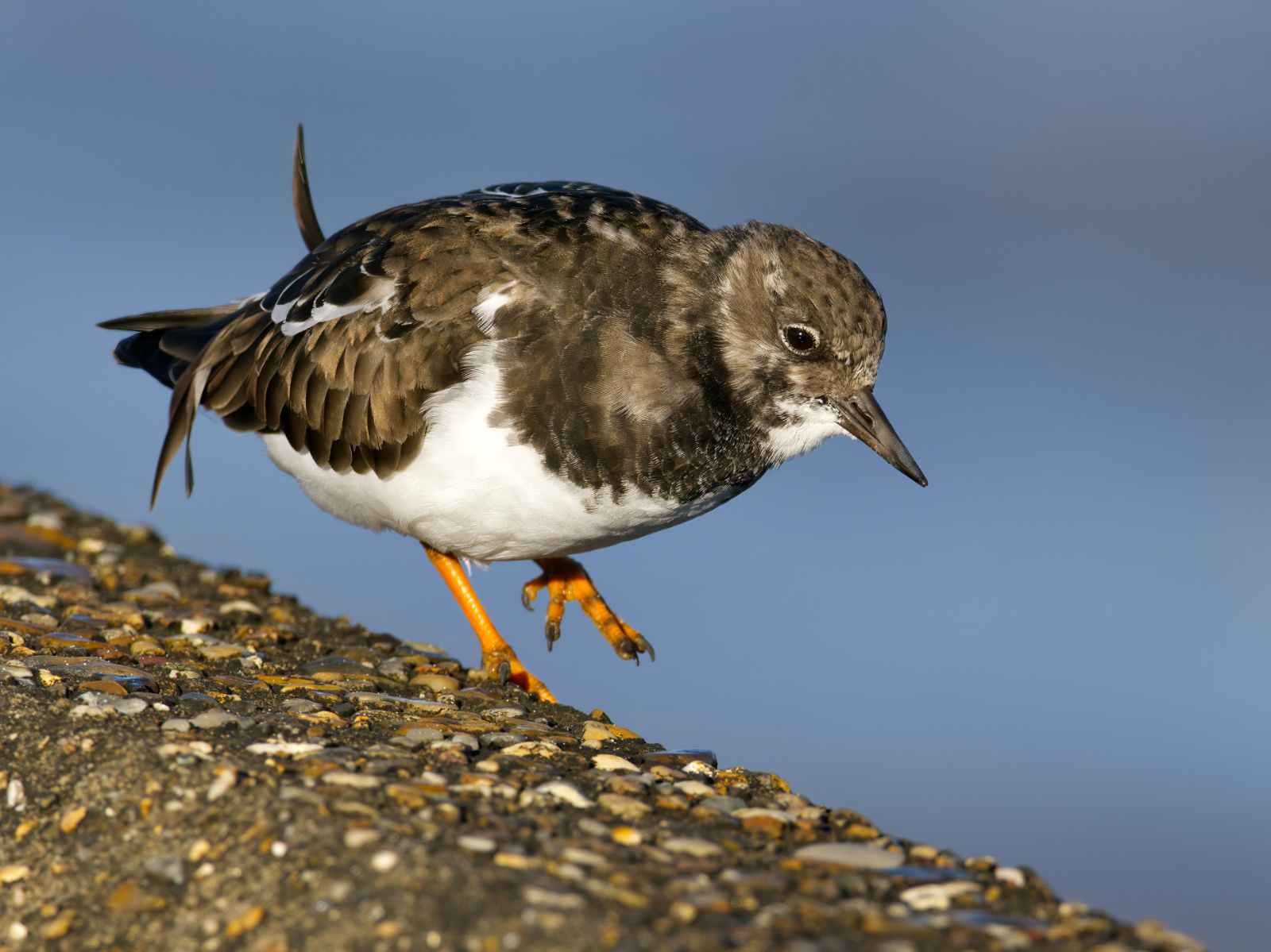 Click image for larger version

Name:	Turn in sun 1-no exif.jpg
Views:	231
Size:	1.45 MB
ID:	1039373