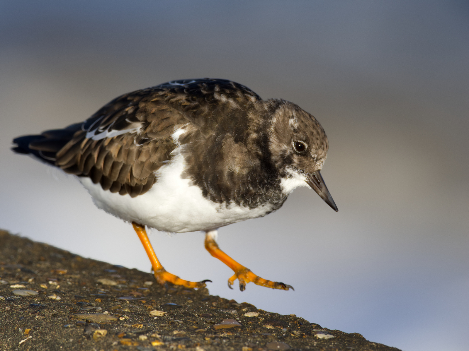 Click image for larger version

Name:	Turn in sun 2-no exif.jpg
Views:	50
Size:	1.39 MB
ID:	1039374