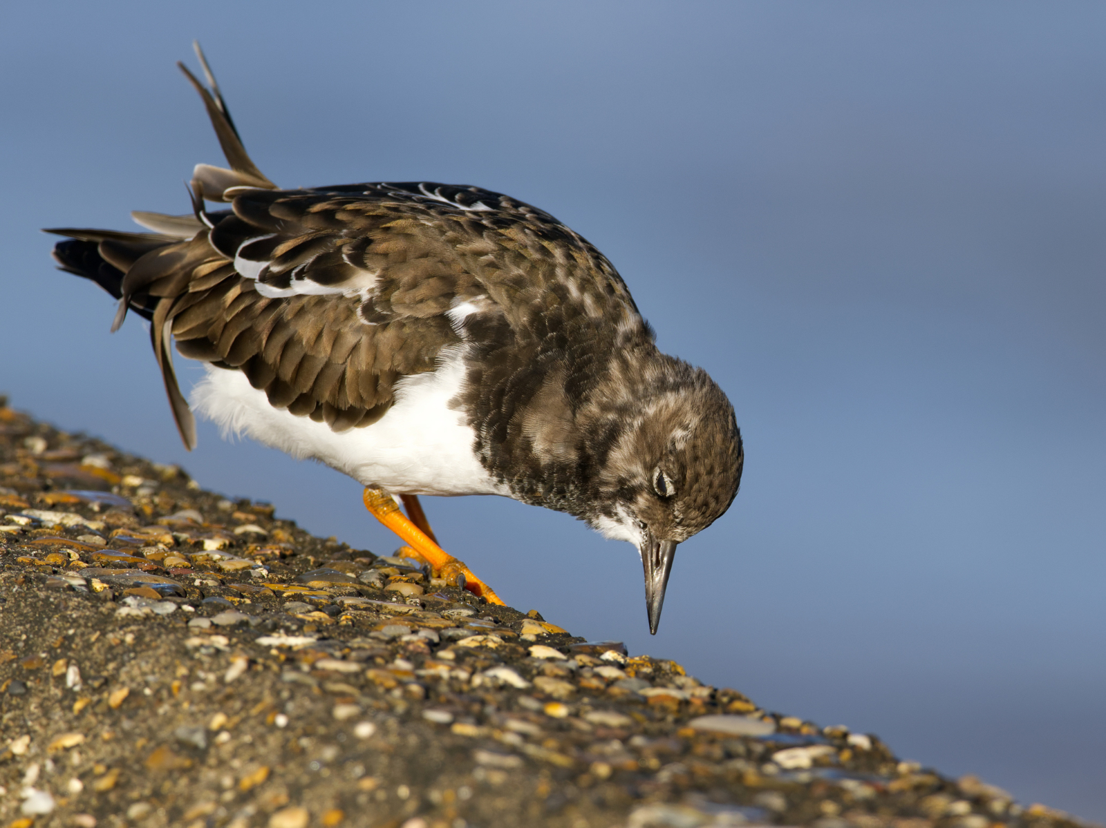 Click image for larger version

Name:	Turn in sun 4-no exif.jpg
Views:	50
Size:	1.47 MB
ID:	1039376