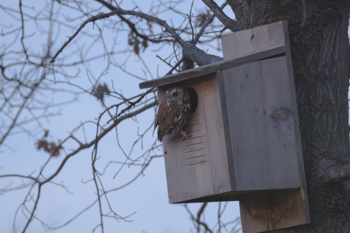 Click image for larger version

Name:	NOISY_OWL.png
Views:	121
Size:	427.2 KB
ID:	1040514