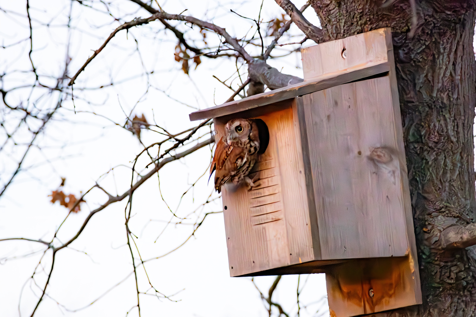 Click image for larger version

Name:	_1148399-Edit.jpg
Views:	24
Size:	1.04 MB
ID:	1040619