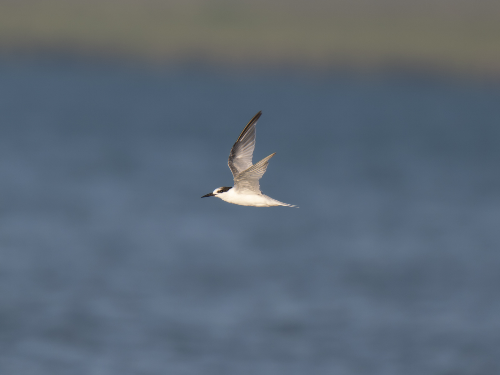 Click image for larger version

Name:	post-25.jpg
Views:	36
Size:	374.5 KB
ID:	1040764