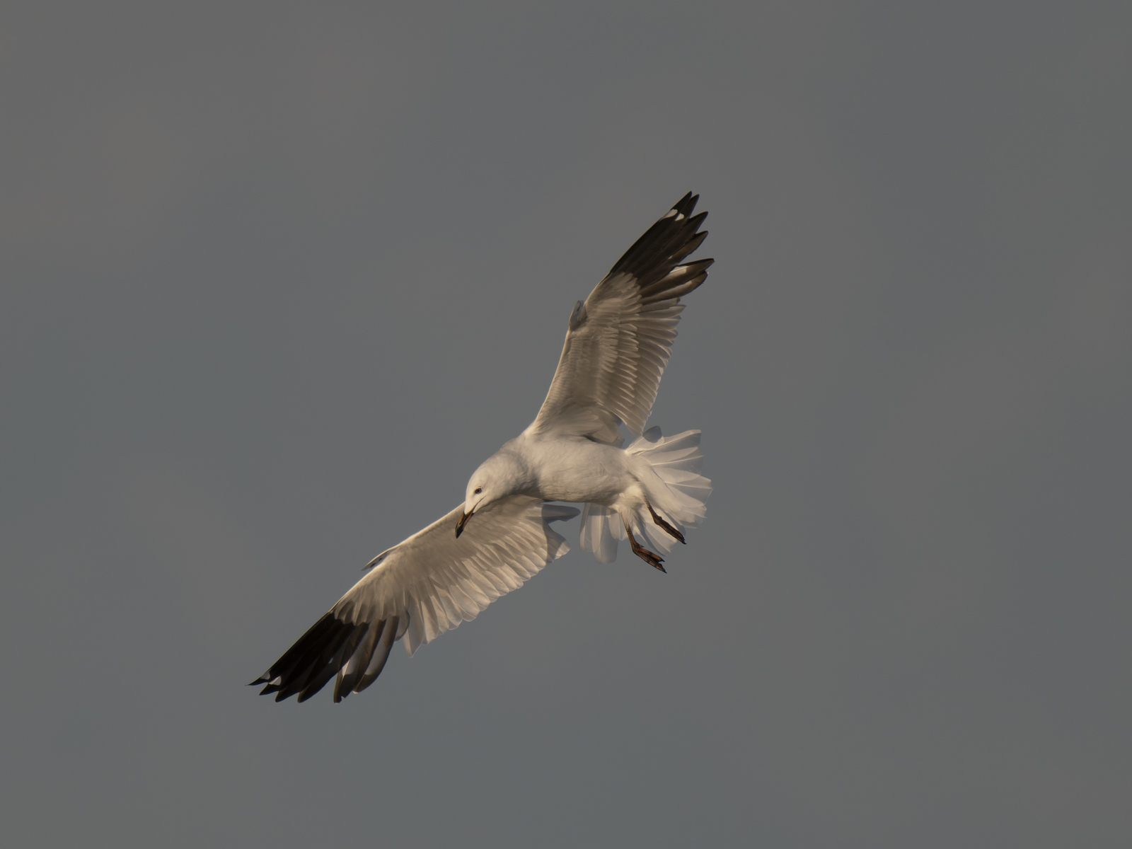 Click image for larger version

Name:	post-26.jpg
Views:	35
Size:	404.7 KB
ID:	1040766