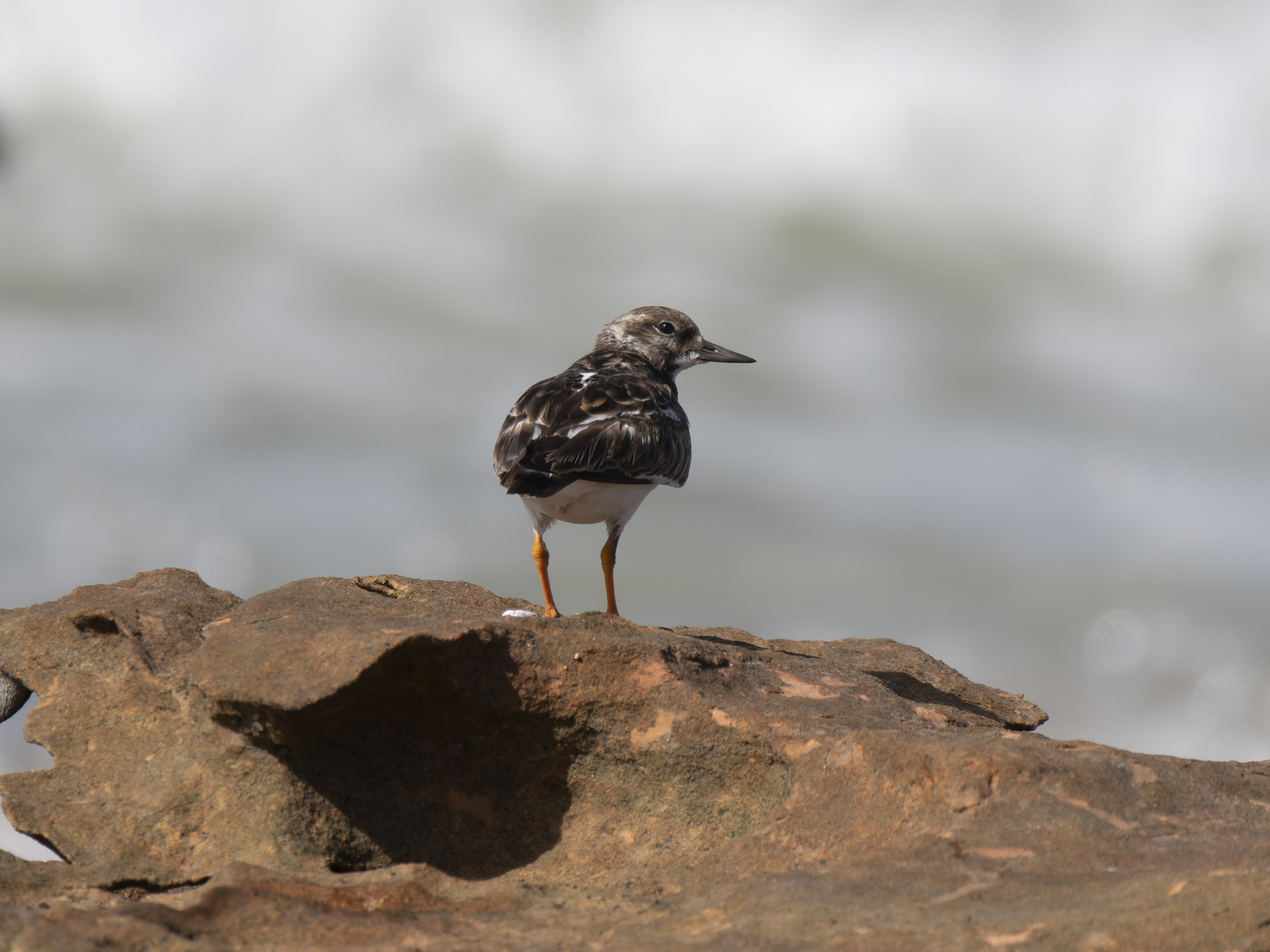 Click image for larger version

Name:	b-5.jpg
Views:	9
Size:	807.3 KB
ID:	1041067