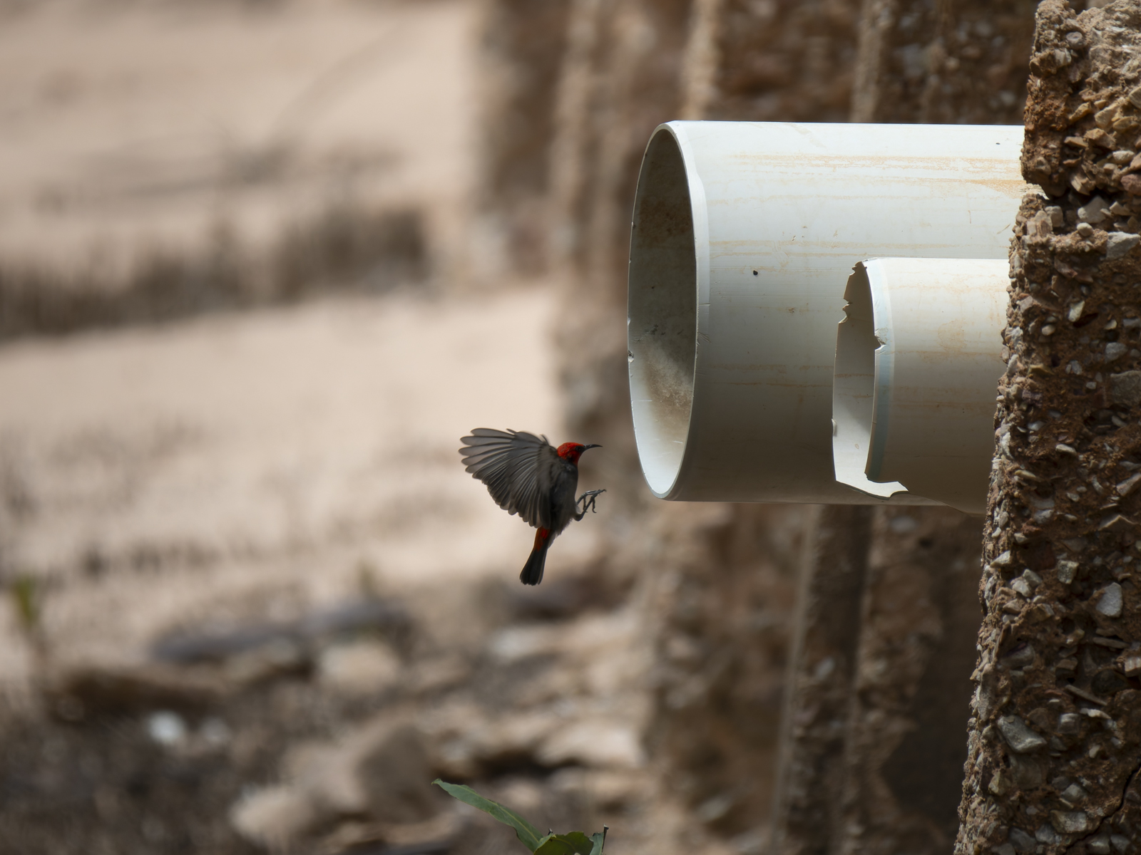 Click image for larger version

Name:	b-9.jpg
Views:	9
Size:	777.7 KB
ID:	1041068