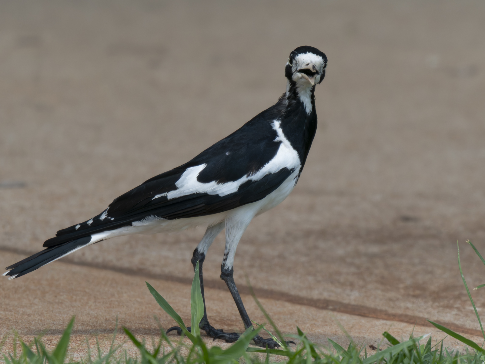 Click image for larger version

Name:	b-11.jpg
Views:	9
Size:	770.8 KB
ID:	1041070