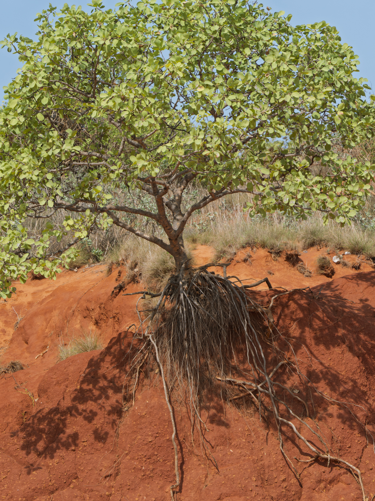 Click image for larger version

Name:	b-6.jpg
Views:	10
Size:	2.47 MB
ID:	1041073