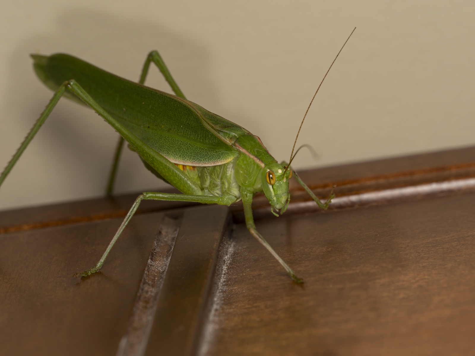 Click image for larger version

Name:	p-1.jpg
Views:	473
Size:	706.1 KB
ID:	1041417