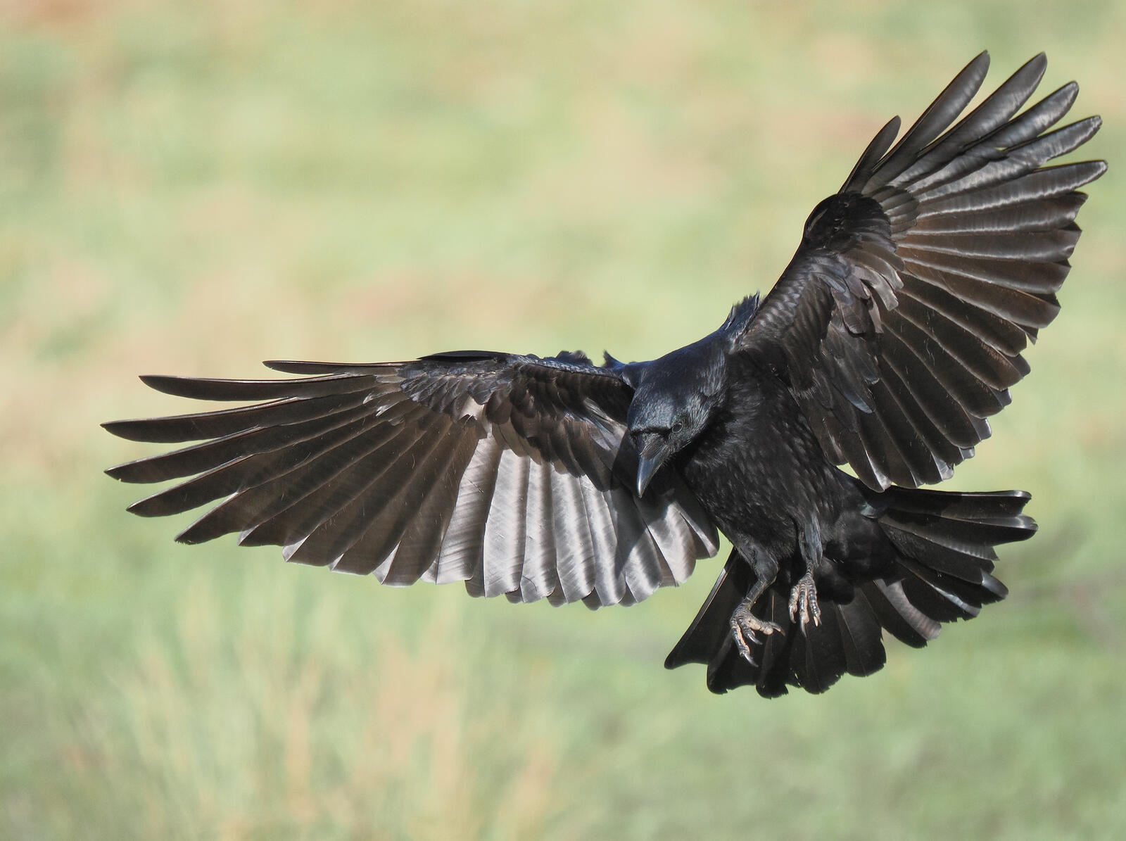 Click image for larger version  Name:	WP 2026.01.31 Ccrow in flight ex P1316037 MR.jpg Views:	0 Size:	156.8 KB ID:	1041532