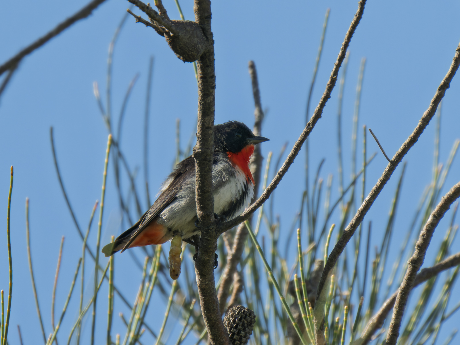 Click image for larger version

Name:	mistle-1.jpg
Views:	30
Size:	990.4 KB
ID:	1041606