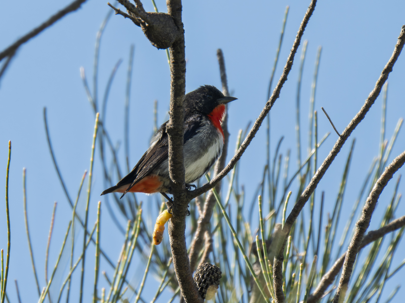 Click image for larger version

Name:	mistle-2.jpg
Views:	30
Size:	1.01 MB
ID:	1041607