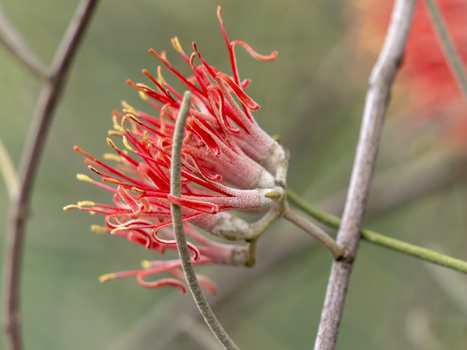 Click image for larger version

Name:	mistle-3.jpg
Views:	30
Size:	1.09 MB
ID:	1041608