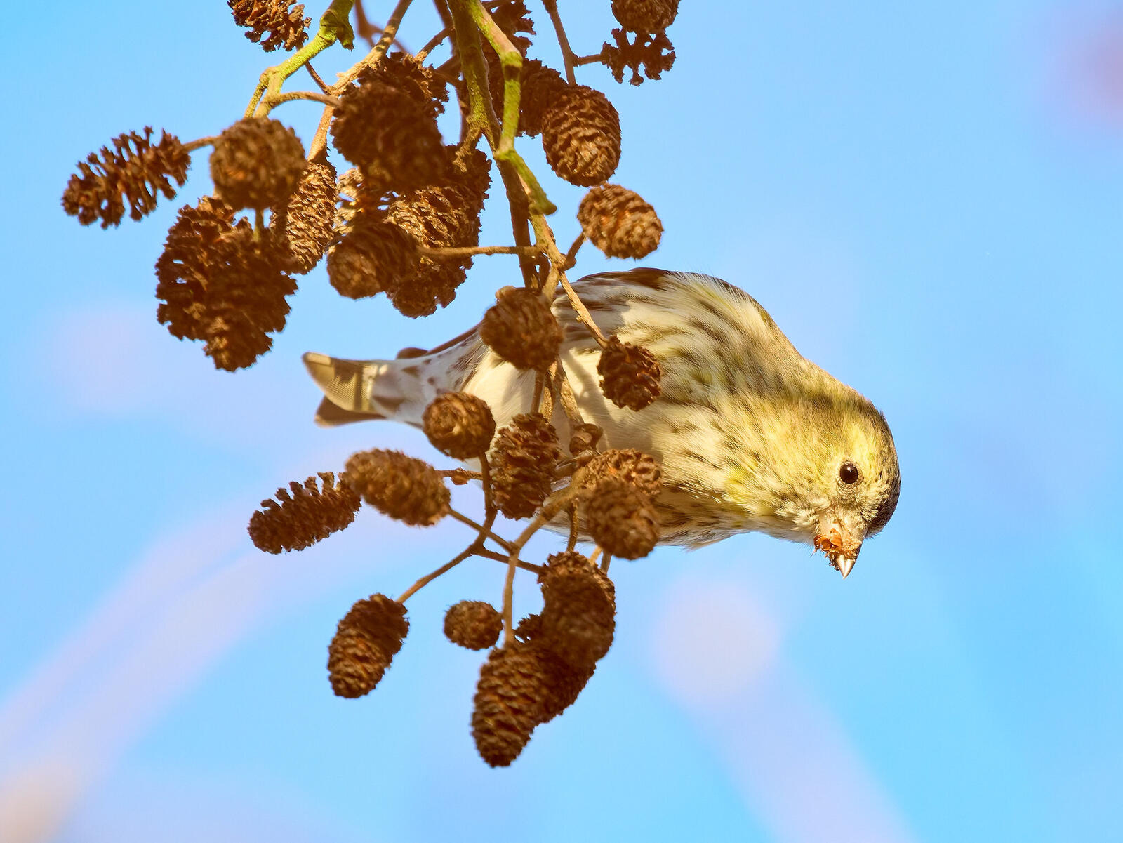 Click image for larger version  Name:	55027339576_6e17b98fb9_k.jpg Views:	0 Size:	218.9 KB ID:	1042248