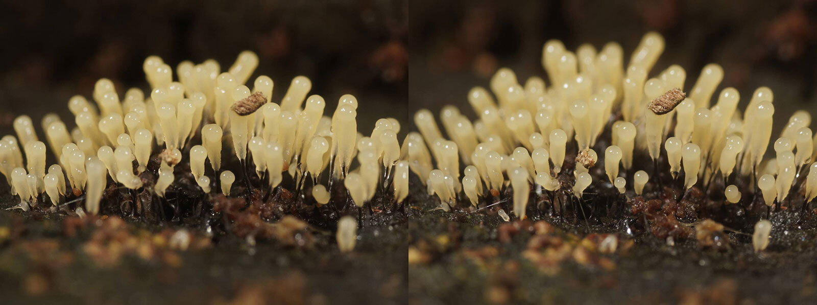 Click image for larger version

Name:	_2241145-Stemonitopsis-Crosseye--1600-Web_DxO.jpg
Views:	8
Size:	154.3 KB
ID:	1043099