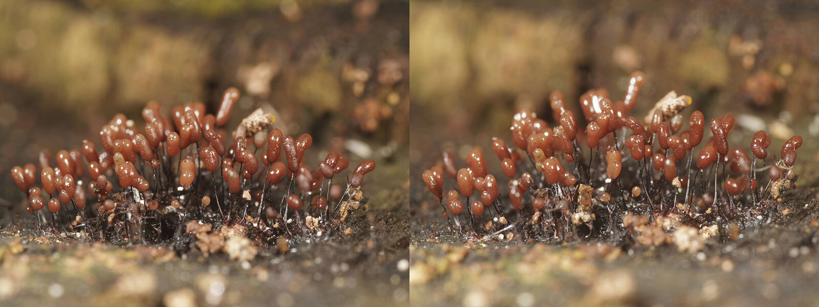 Click image for larger version

Name:	_2241178--Comatricha-tenerrima-Crosseye-1600-Web_DxO.jpg
Views:	8
Size:	190.0 KB
ID:	1043100