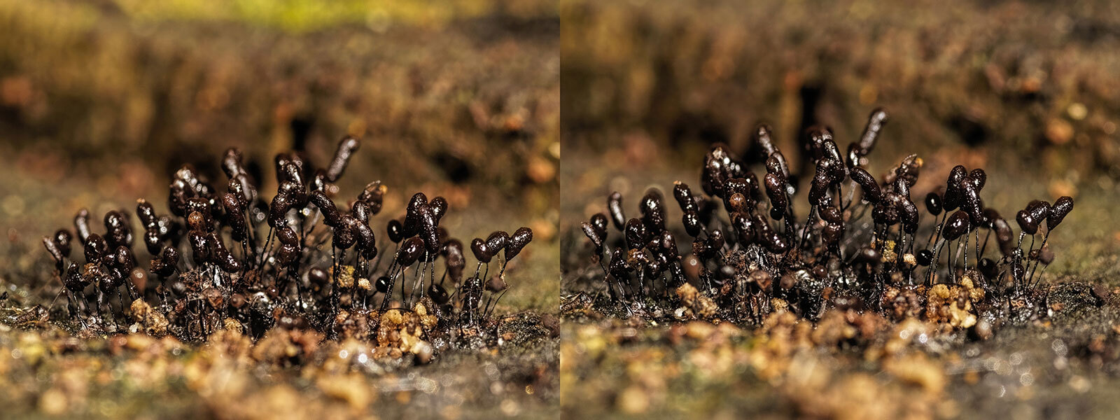 Click image for larger version

Name:	_2251189-Slime-Mould-on-Willow-Log-24-Feb-2025-1600-Crosseye-Web.jpg
Views:	8
Size:	241.6 KB
ID:	1043101