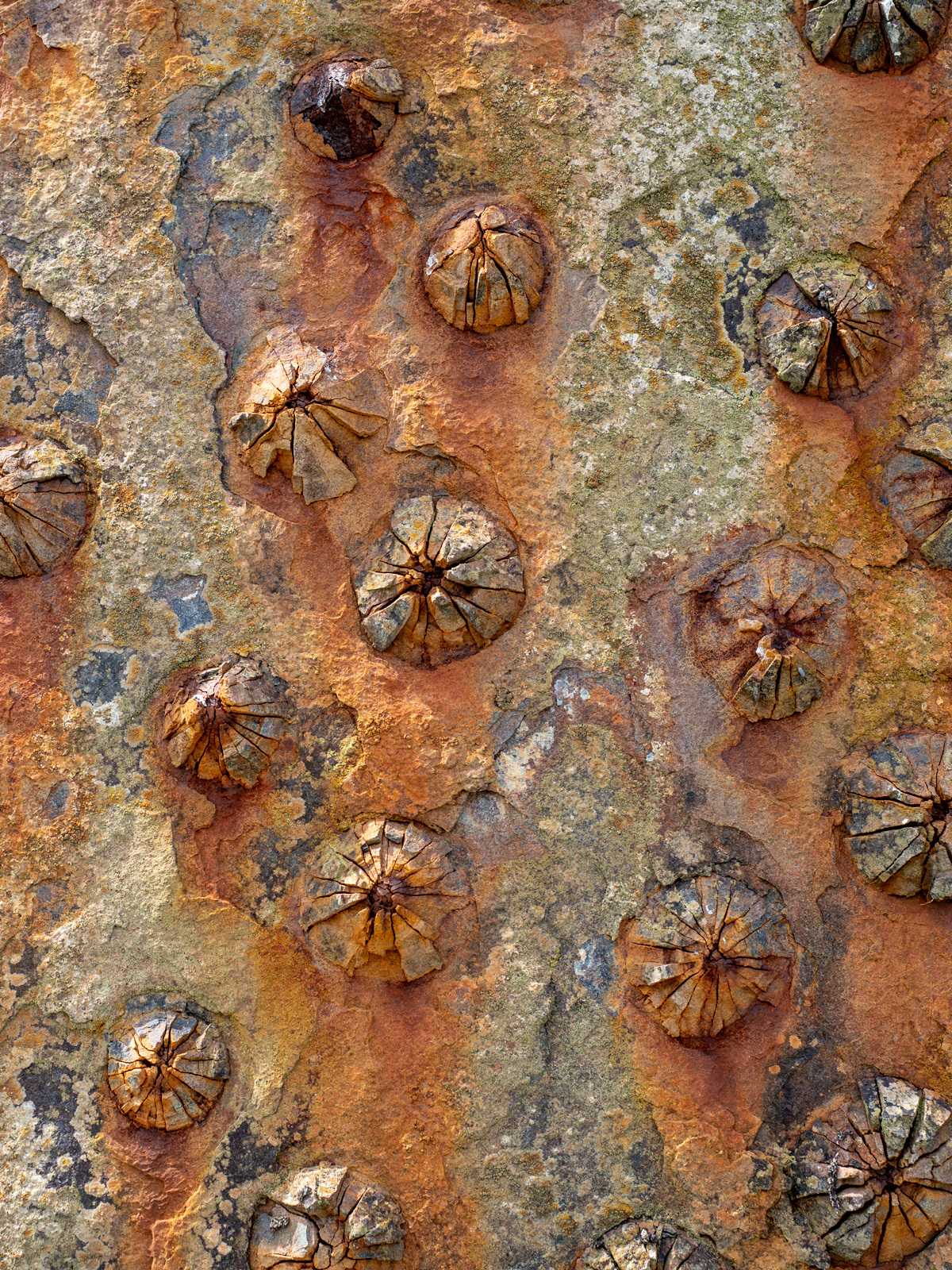 Click image for larger version  Name:	Old Boiler - Riveting.jpg Views:	19 Size:	1.55 MB ID:	1043226