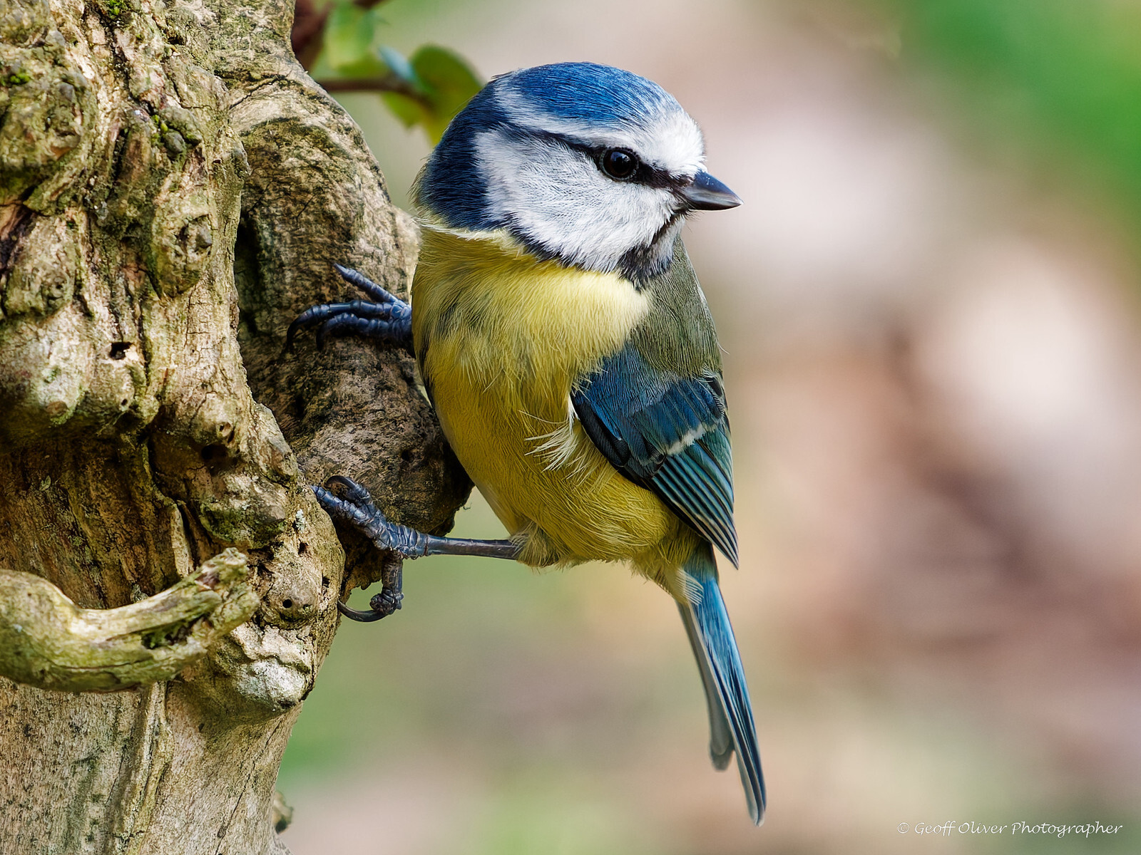 Click image for larger version

Name:	Looking Out.jpg
Views:	132
Size:	616.9 KB
ID:	1043236