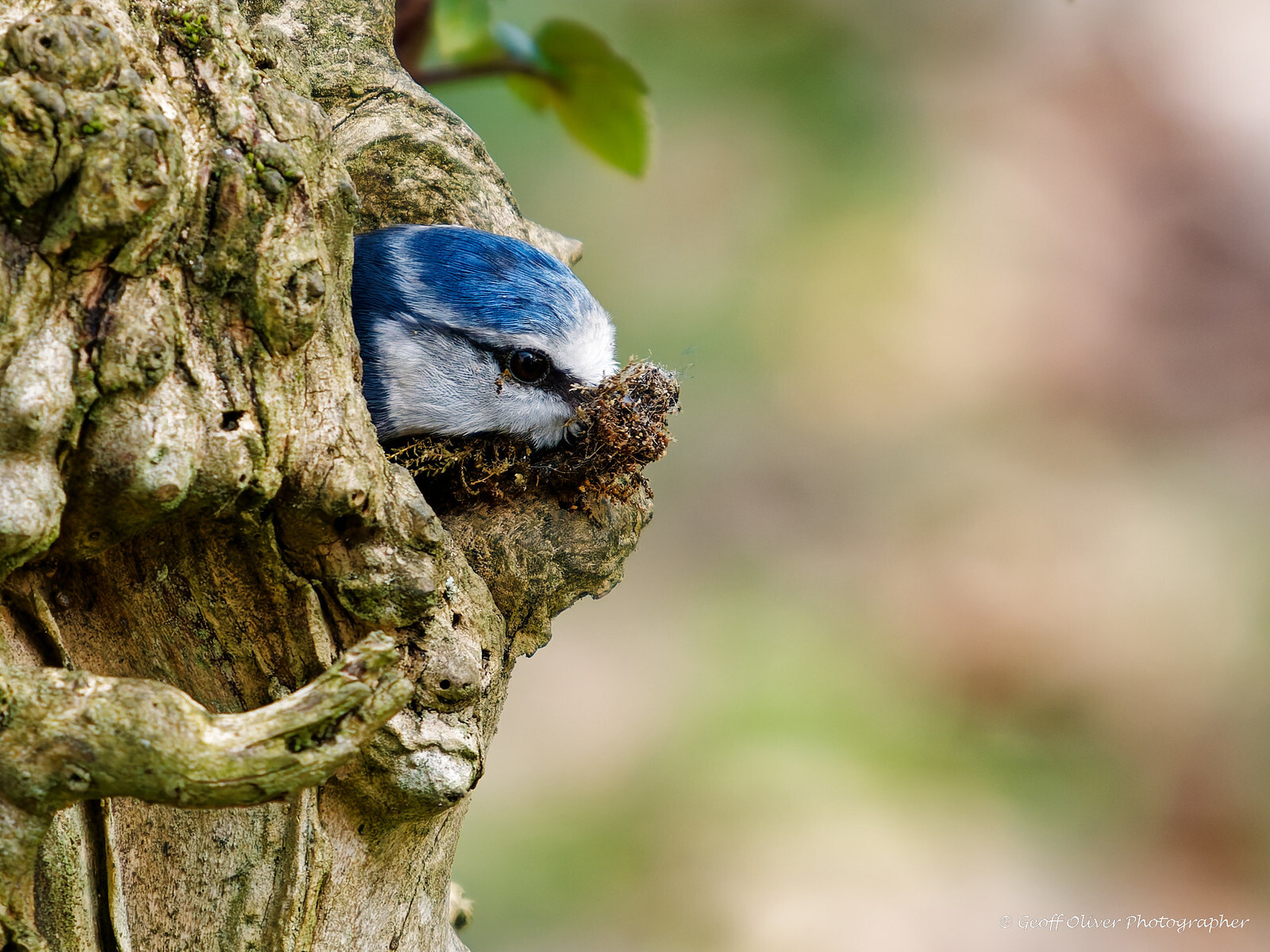 Click image for larger version

Name:	Found The Moss.jpg
Views:	40
Size:	533.2 KB
ID:	1043237