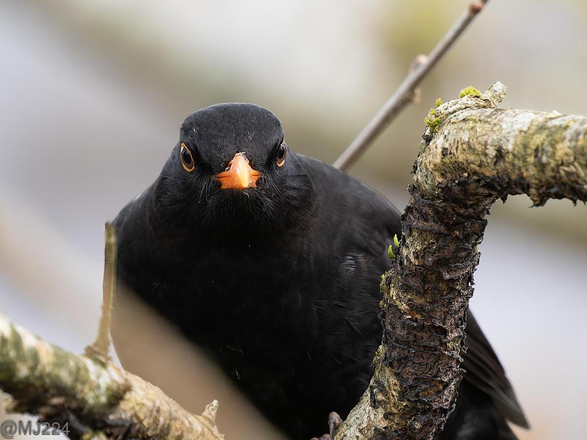 Click image for larger version

Name:	P3052489-DxO_DeepPRIME XD2s.jpg
Views:	142
Size:	170.4 KB
ID:	1043479