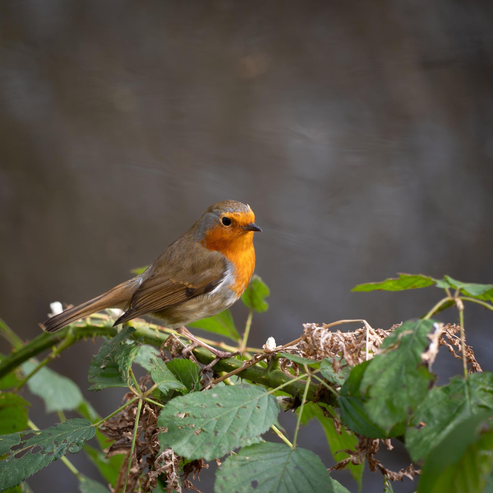 Click image for larger version

Name:	P1R29902_3000.jpg
Views:	76
Size:	166.4 KB
ID:	1043502