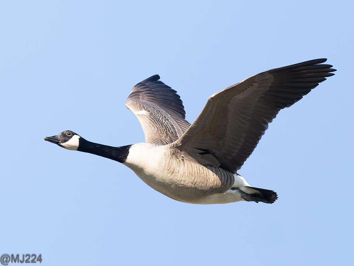 Click image for larger version  Name:	P3193298-DxO_DeepPRIME XD2s-Edit.jpg Views:	0 Size:	88.7 KB ID:	1044444