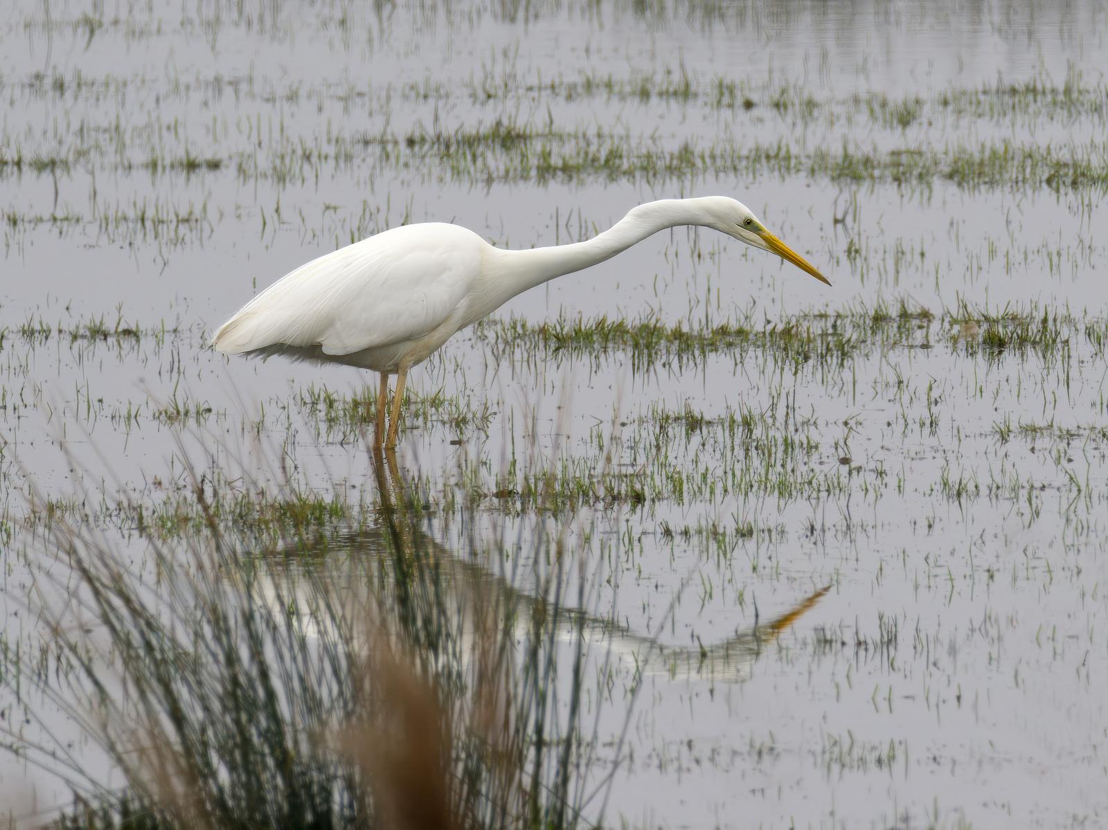 Click image for larger version

Name:	Misty egret 2-no exif.jpg
Views:	28
Size:	228.8 KB
ID:	1045473