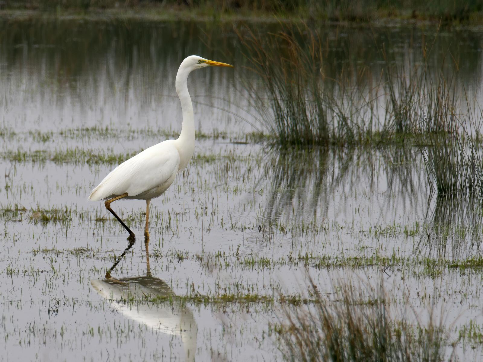 Click image for larger version

Name:	Misty egret 1-no exif.jpg
Views:	10
Size:	270.2 KB
ID:	1045474