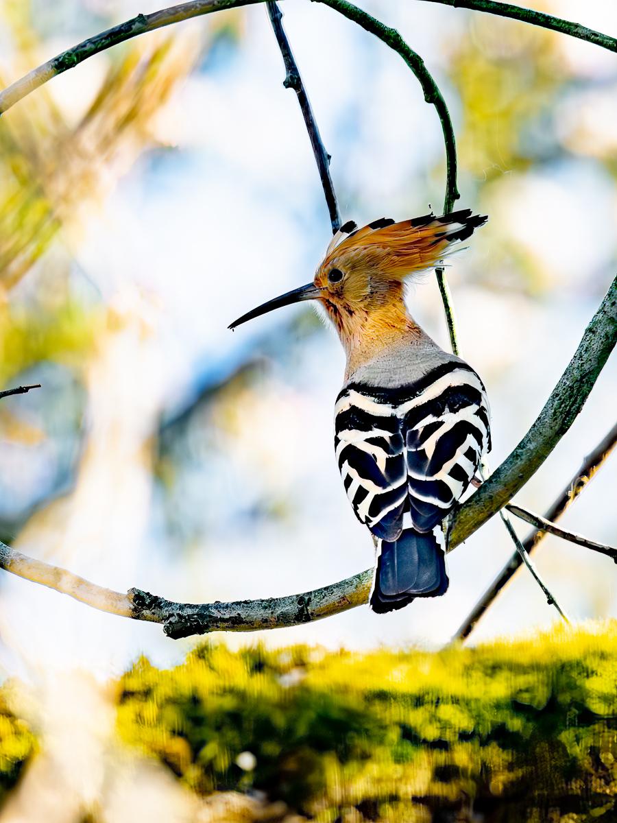 Click image for larger version  Name:	P4060435-Edit.jpg Views:	0 Size:	131.8 KB ID:	1045478