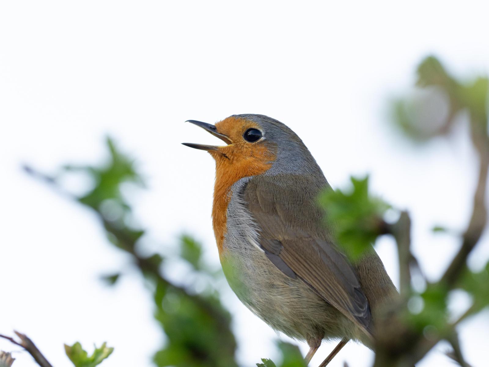 Click image for larger version

Name:	Robin.jpg
Views:	159
Size:	115.8 KB
ID:	1045619