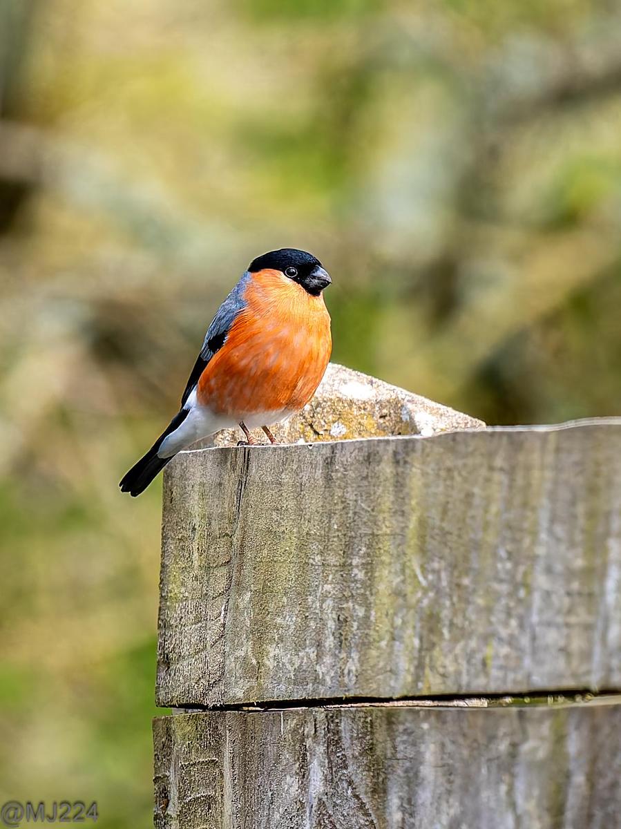 Click image for larger version

Name:	P4094343-DxO_DeepPRIME XD2s.jpg
Views:	194
Size:	197.4 KB
ID:	1045697