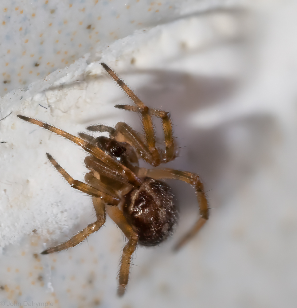 Cellar & Rabbithutch Spiders Olympus UK ESystem User Group