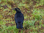 Crow