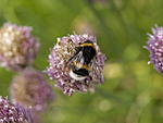 Cornwall in June