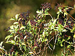 Black Berries 5535