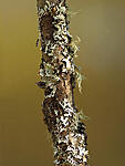Fungus twig  5521