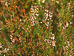 Heather close up 5449