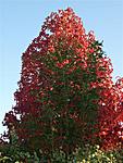 Red Tree (Medium)